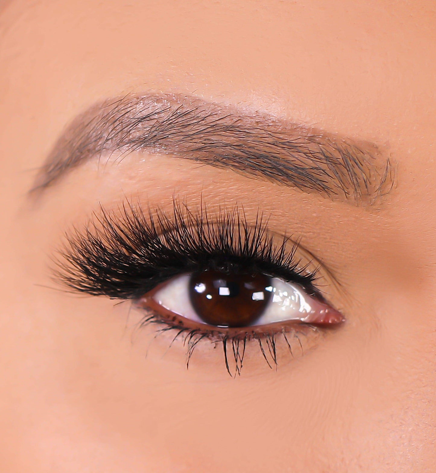 3D Mink Eyelashes - Lioness - BarberSets